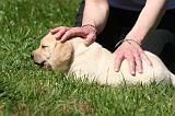 LABRADOR 021